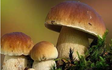 舌尖上的云南野生菌，燃燒著每個(gè)吃貨的味蕾