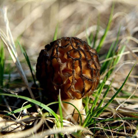 村里一種野生菌，現(xiàn)在逐步減少，一斤600多元價值很珍貴