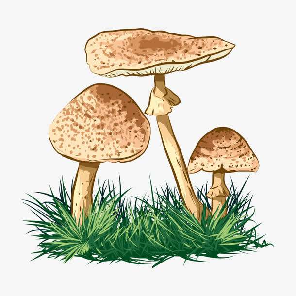 預(yù)警：野生菌中毒怎么防？怎么控？怎么辦？